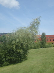 Salix × fragilis vitellina