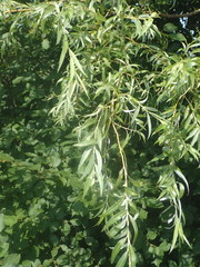 Salix × fragilis vitellina