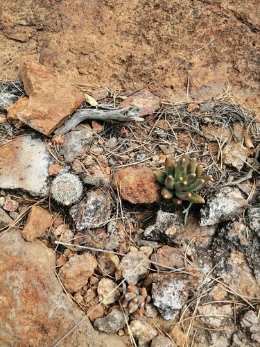 Pachyphytum compactum