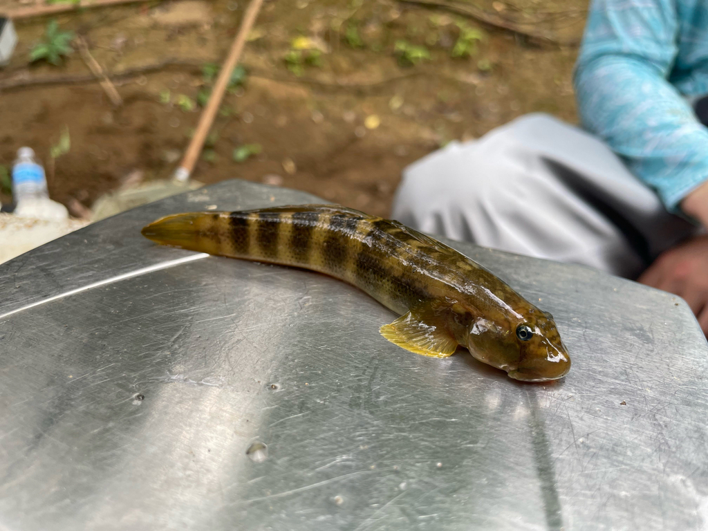 Plumier's Stone-Biting Goby