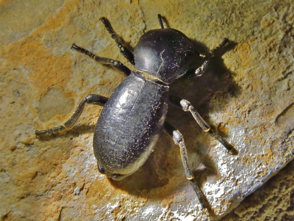 Zopherus xestus