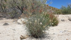 Astragalus pachypus jaegeri