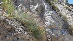 Astragalus pachypus jaegeri