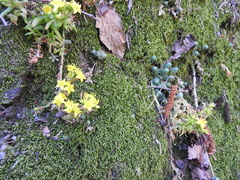 Sedum greggii