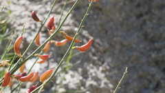 Astragalus pachypus jaegeri