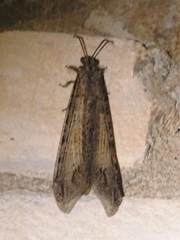 Vella fallax