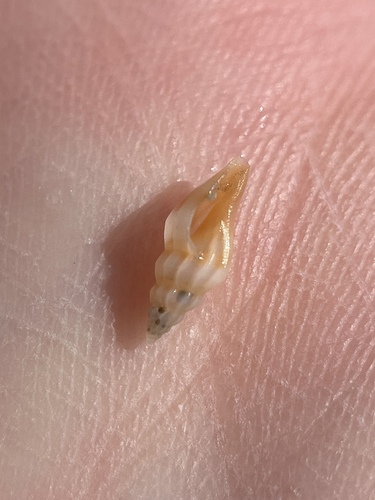 Rubellatoma diomedea