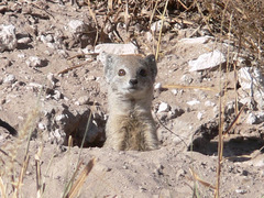 Cynictis penicillata