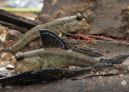 Atlantische slijkspringer (Periophthalmus barbarus) — Gobiidae