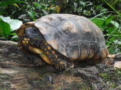 Chelonoidis denticulatus