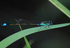 Ischnura senegalensis