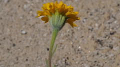 Chaenactis glabriuscula glabriuscula