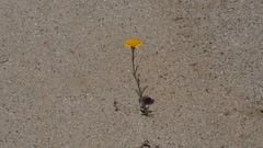 Chaenactis glabriuscula glabriuscula