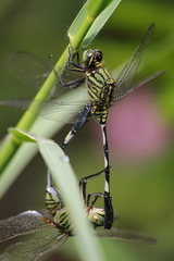Orthetrum sabina