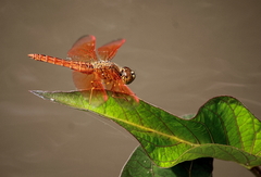 Brachythemis contaminata