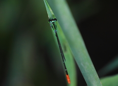 Agriocnemis femina