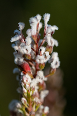 Spatalla racemosa