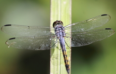 Potamarcha congener