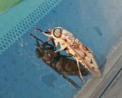 Tabanus trimaculatus