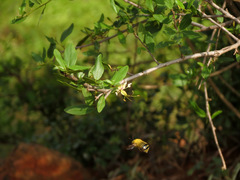 Cadaba fruticosa