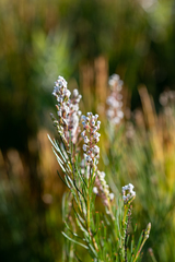 Spatalla racemosa