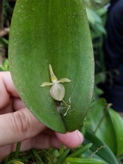 Pleurothallis apopsis