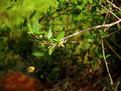 Cadaba fruticosa