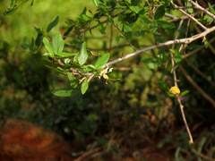 Cadaba fruticosa