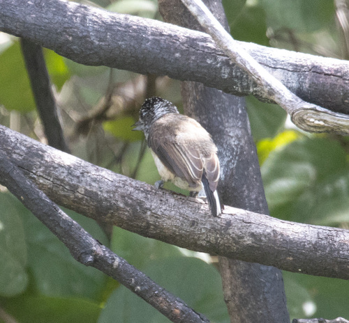 White-bellied Piculet (Picumnus spilogaster), photo 10