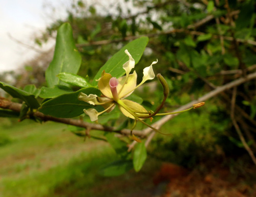 Image of Cadaba fruticosa by no rights reserved