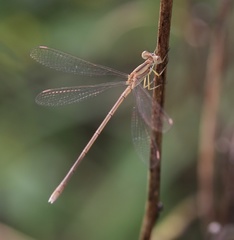 Lestes concinnus