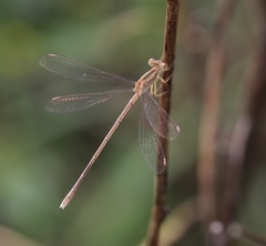 Lestes concinnus