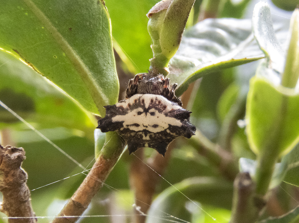 Gasteracantha unguifera