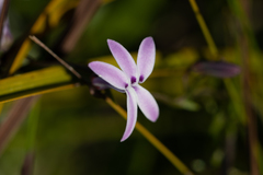 Cyphia volubilis volubilis