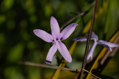 Cyphia volubilis volubilis