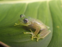 Nymphargus wileyi
