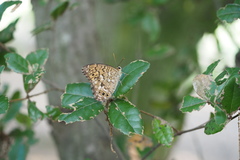 Neope goschkevitschii