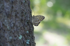 Neope goschkevitschii