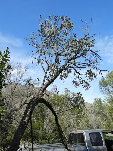 Dermatophyllum secundiflorum