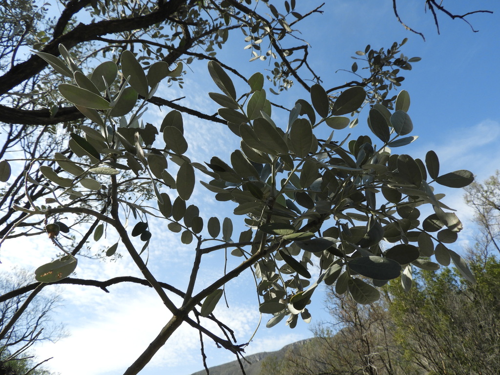 Texas Mountain Laurel in the garden