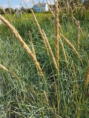 Leymus arenarius