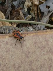Pyrrhocoris apterus