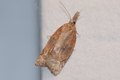 Platynota labiosana