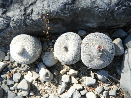 Epithelantha micromeris