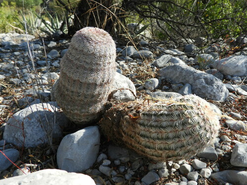 Echinocereus pectinatus