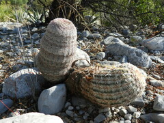 Echinocereus pectinatus