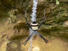 Argiope caesarea
