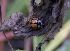 Oenopia sexareata