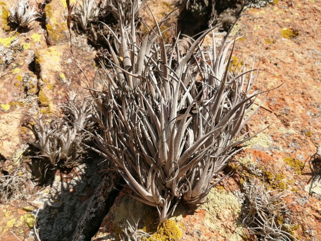 Tillandsia karwinskyana; photograph (c) Oscar Alejandro Morales Juárez, some rights reserved (CC BY-SA)
