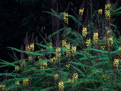 Hultholia mimosoides